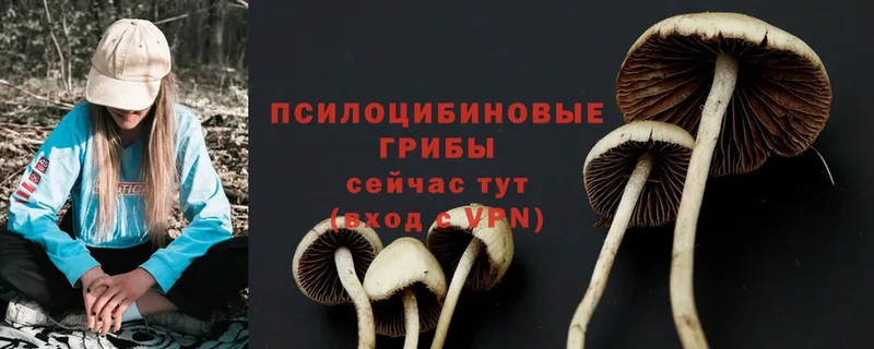 Псилоцибиновые грибы MAGIC MUSHROOMS  что такое   Арамиль 